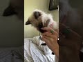 The joy of cat owners#cat #catsoftiktok #cute