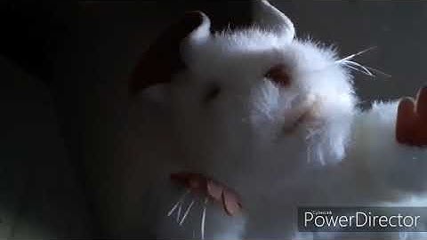 Meet Iliff (The Dispatch Mouse)