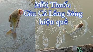 Mồi Thuốc Câu Cá Lăng Sông Hiệu Quả , Mồi câu Tự Làm Cá ăn quá mạnh