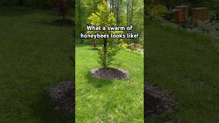 This rarely caught footage is an actual SWARM of honeybees as it is happening in REAL time!