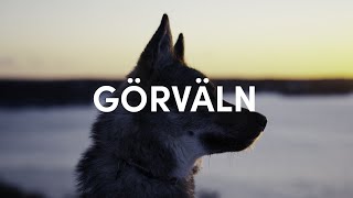 Camping and catching the winter sunset with Tamaskan dog by Emil Sahlén 580 views 1 year ago 19 minutes