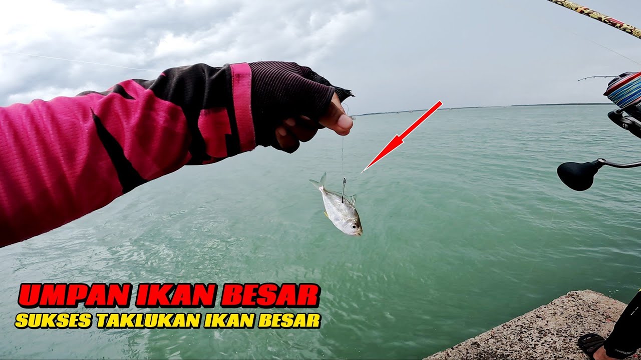 UMPAN IKAN HIDUP HARUS PAKE KAWAT BIAR TIDAK PUTUS || MANCING IKAN BESAR DI DAM MERAH