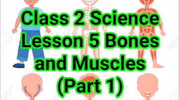 Class 2 Science Lesson 5 Bones and Muscles ( Part 1 ) Topic - Introduction