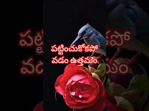 It S Best To Ignore It Thuba Channel Prophecies