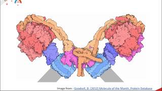 ATP Synthesis part 1 of 2: The ATP Synthase Enzyme