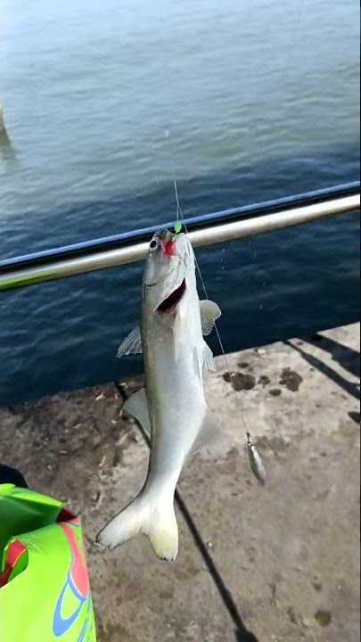ikan senangin mancing kat jeti pantai Aceh di pulau indah Klang
