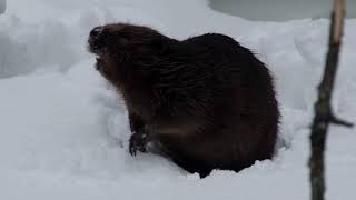 Бобр В Оттепель. Beaver In The Thaw