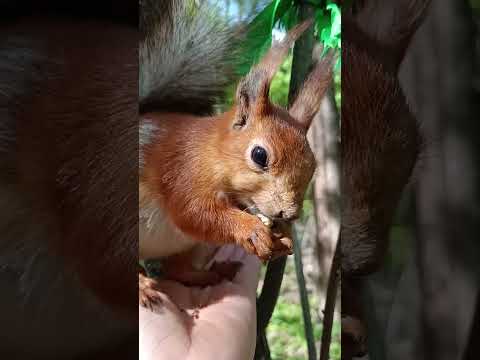 Белка села на ладонь, чтоб доесть орех - The squirrel sat on my palm to finish the nut