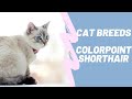 COLORPOINT SHORTHAIR - CAT BREEDS の動画、YouTube動画。