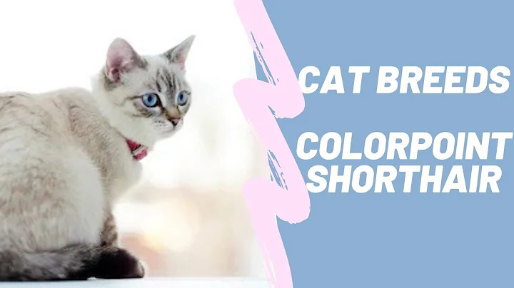 Video 87741: colorpoint shorthair, cat breed