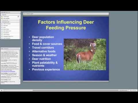 Deer herd management and Earn-a-Buck limiting deer impacts on forest regeneration