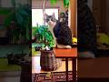 Mera Phone Kyon Toda Kitty рџ Ј Trending Cat Youtubeshorts Mera Phone Kyon Toda Kitty рџ Ј Trending Cat Youtubeshorts