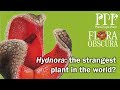 Chris Thorogood – Hydnora: the strangest plant in the world? Flora Obscura