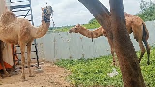 కర్నూల్ జిల్లా గూడూరు దగ్గర రెండు ఒంట్టెలు ఉన్నాయి ఒంట్టెలు నచ్చితే లైక్ చేయండి || Two camels