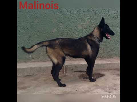 Video: Hollandi lambakoer Vs. Belgia malinois