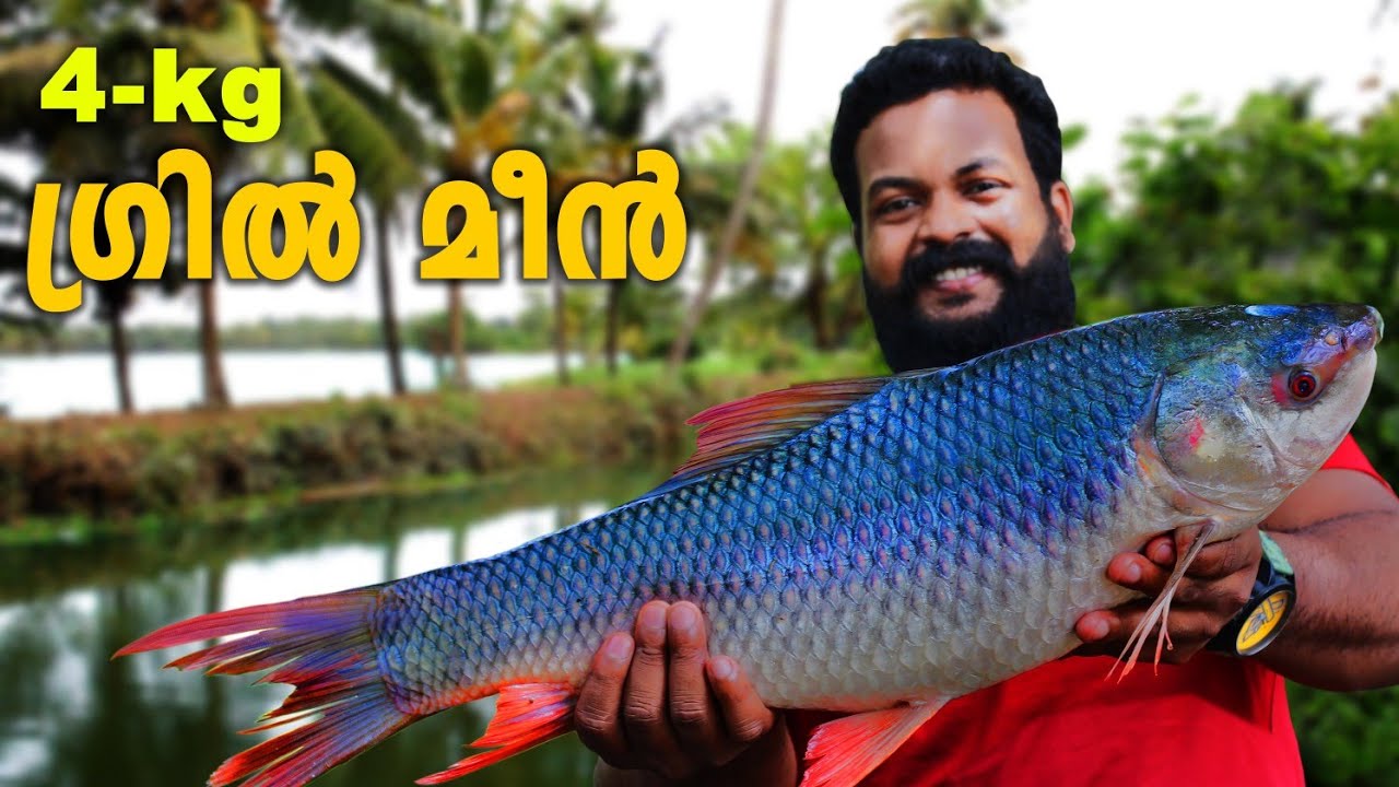 4 KG FISH GRILLED FISH GRILL RECEPE MALAYALAM CAMP SETTERS YouTube