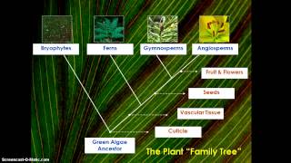Famous How did plants Evolve? Net Worth