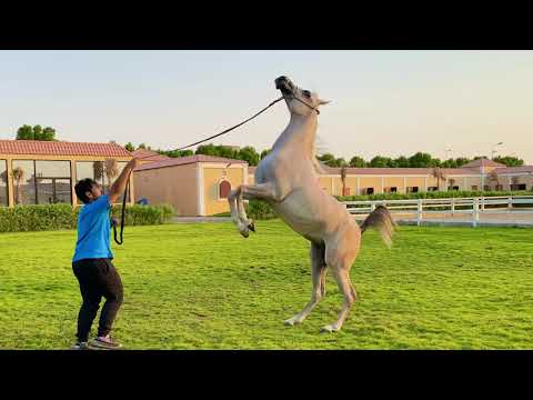 نشاط وقوه وسعاده مع الخيل سعد السعدي