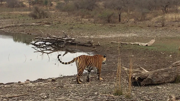 The Tigers of Ranthambhore