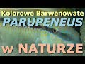 Rodzaj Parupeneus w Naturze / Genus Parupeneus in Nature