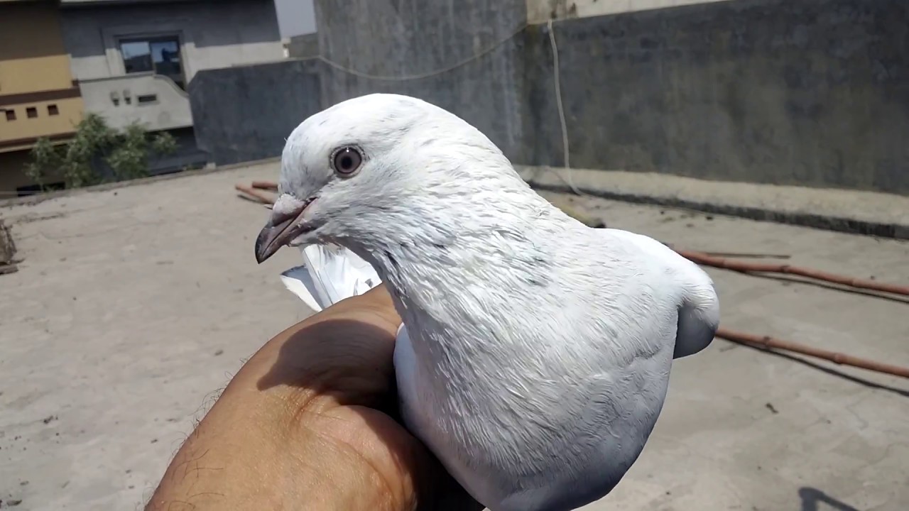 How to train new pigeons to come back home-Sialkoti breed-Part 1-by Raja Bhai