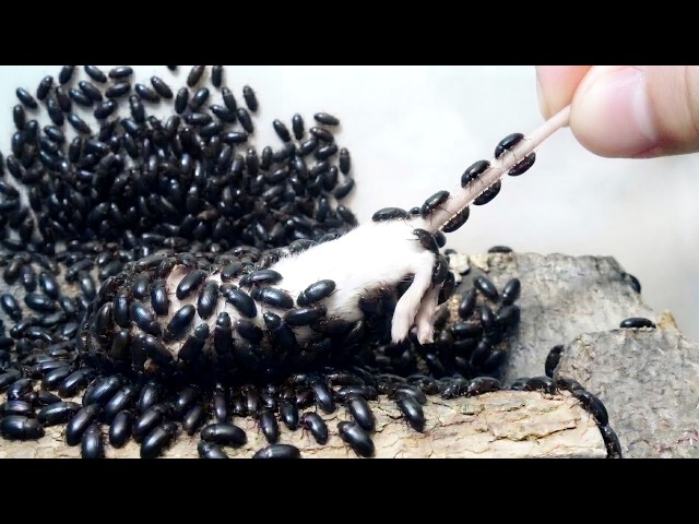 １０００匹のヤバい虫の巣にネズミを入れて３日放置すると…とんでもないことに