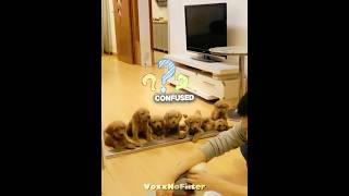 Tiny Puppy Learns Pee Rules, Hilarious Reactions