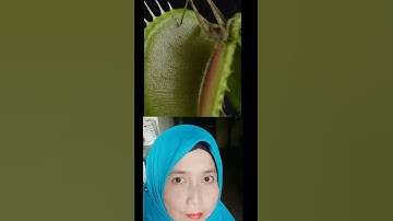 Grasshopper Took the Wrong Step in the fFytrap |Reaction| #amazingplant #shorts #video #rareplants