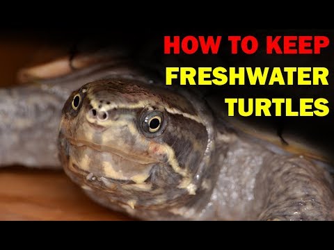 How to keep Freshwater Turtles (Weird and Wonderful Pets Episode 15 of 15)