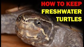 How to keep Freshwater Turtles (Weird and Wonderful Pets Episode 15 of 15)