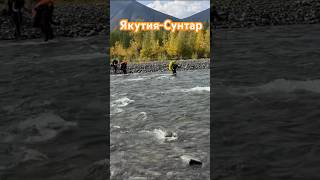 Якутский гнус хотел съесть нас #оймякон #колыма #природа #shortvideo