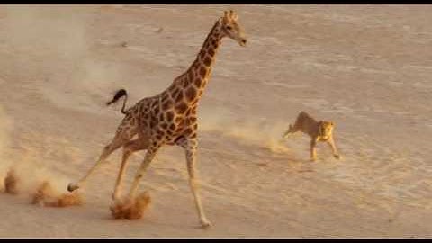 Lion instantly regrets attempting to take down giraffe
