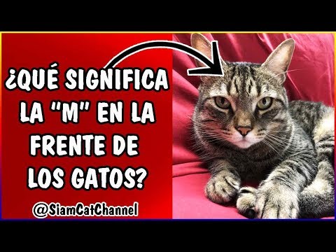 Video: Tres formas de reconocer a un gato infectado con rabia