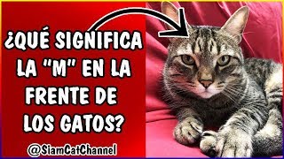 ¿Por Qué Los Gatos Atigrados Tienen Una 'M' Marcada En Su Frente?  SiamCatChannel