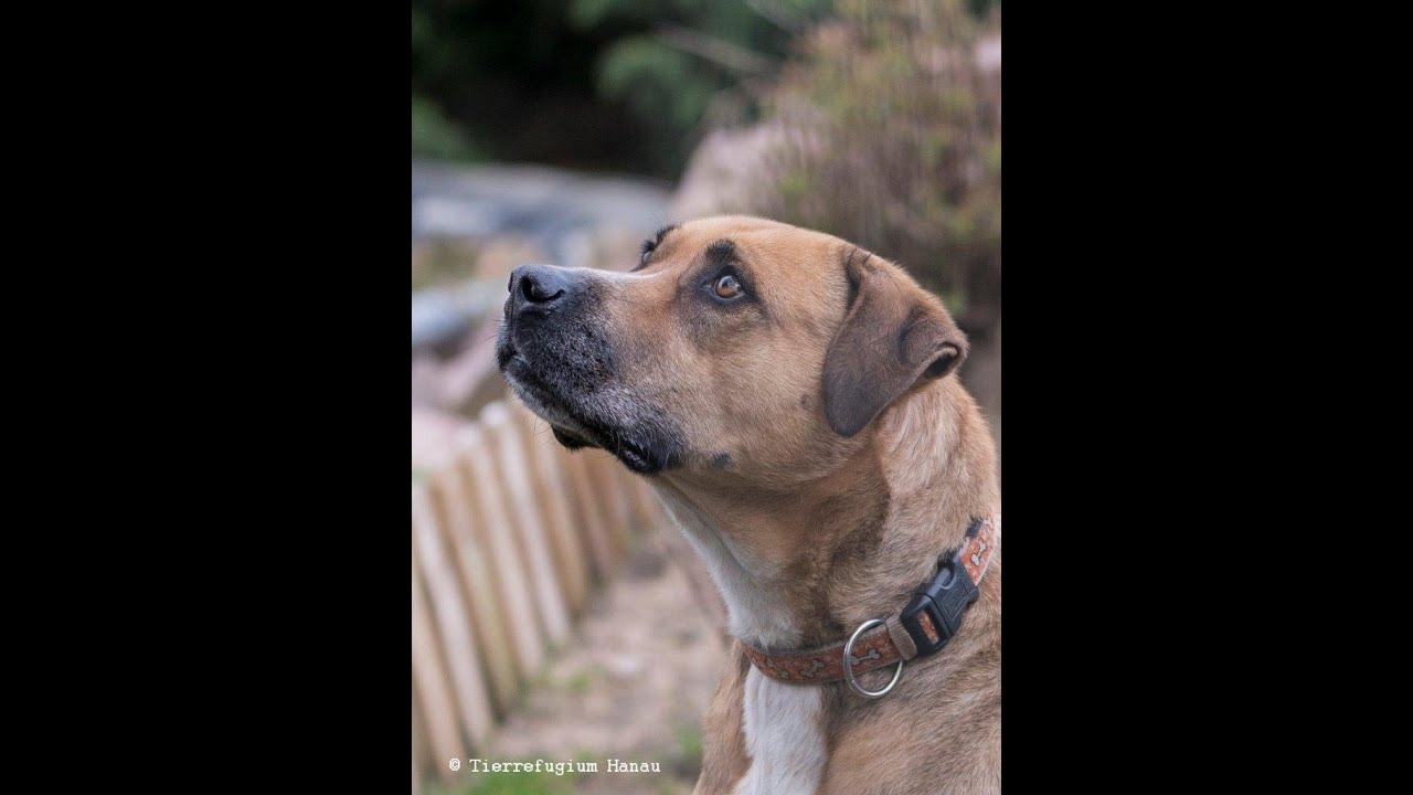 Patenhund Kira stellt sich vor. Leider über die Regenbogenbrücke gegangen 😢