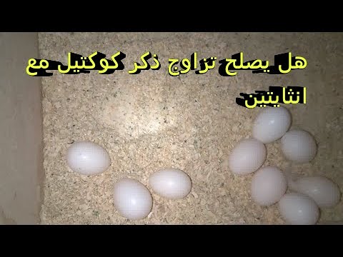 هل ينجح وضع ذكر كوكتيل مع اناث اثنتين