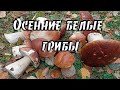 Осенние белые грибы