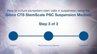 How to culture PSCs in suspension using Gibco CTS StemScale PSC Suspension Medium: Passaging