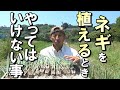 【自然農】ネギを植えるとき　やってはいけない事　2023年6月16日【natural farming】