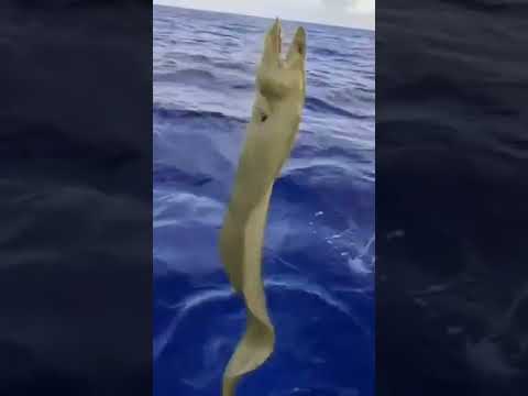 ثعبان البحر