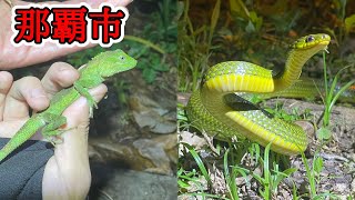 都会の裏に生息する様々な固有種たち【野生生物観察ドキュメンタリー】