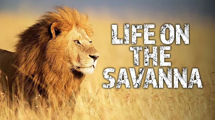 Wild Wonders of the Savanna | Full HD Documentary