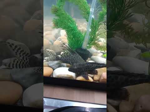 Feather Fin Catfish