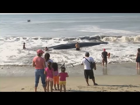 Beached Whale is SAVED by Good Samaritans