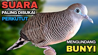 Perkutut lokal gacor suara kristal cocok untuk pancingan burung perkutut agar cepat bunyi