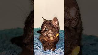 Kitty has a secret 🤫 #cat #kitty #pet #shorts #fyp #sprunki