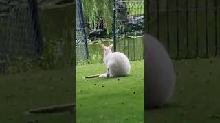 schattige witte Wallaby🙏🌹🫶❤️👍🍀