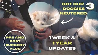 we got our 3 doggies neutered! before & after surgery + 1 week & 1 year update! what to expect