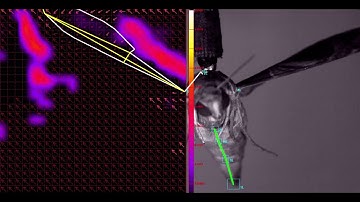 PIV airflow vorticity analysis around an insect wing.
