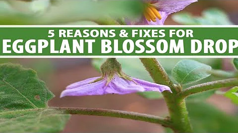 why eggplant flowers fall off/5 reasons and fixes for eggplant blossom drop - DayDayNews